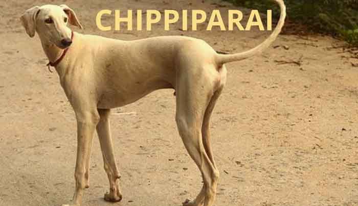 Chippiparai dogs and characteristics
