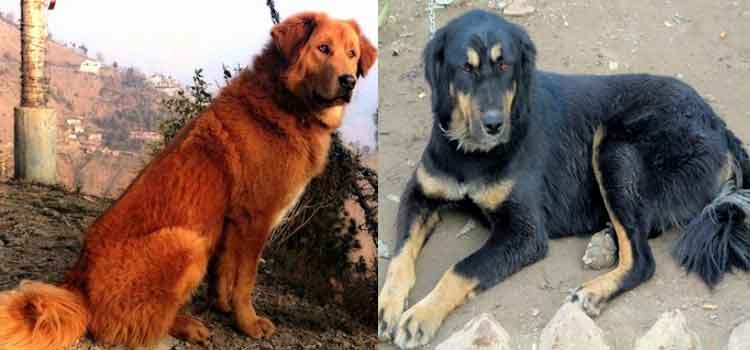 Top 10 Indian Dog Breeds And Their Characteristics - PawFacts&Guide