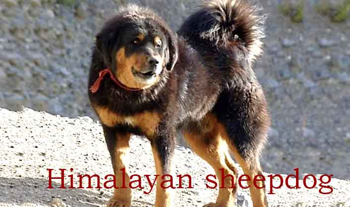 Himalayan Sheepdog is their susceptibility