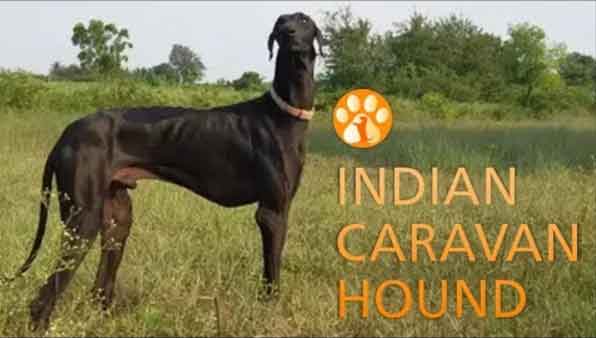 Caravan hound and characteristics
