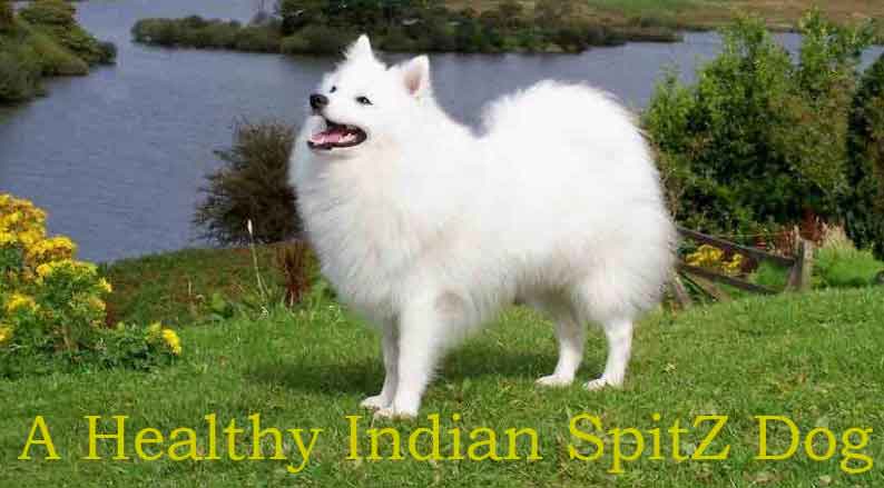 Indian spitz dogs and characteristics
