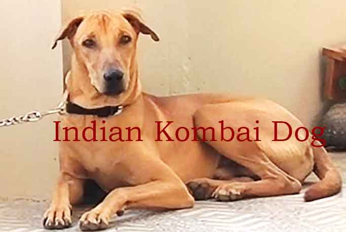 Kombai dogs and characteristics
