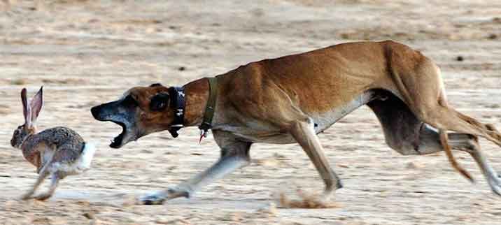 Mudhol Hound and characteristics
