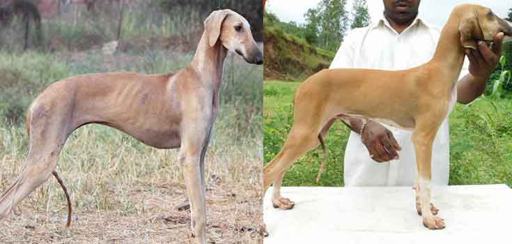 Indian dog breeds and their Characteristics