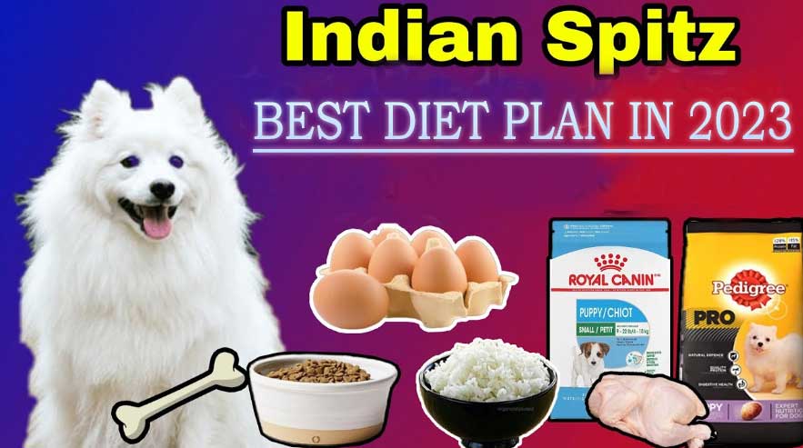 Best Diet for Indian Spitz Dogs