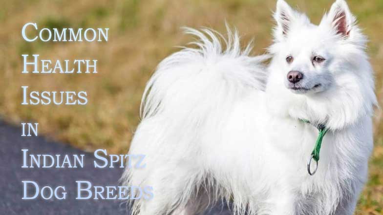 Common Health Issues in Indian Spitz Dog Breeds