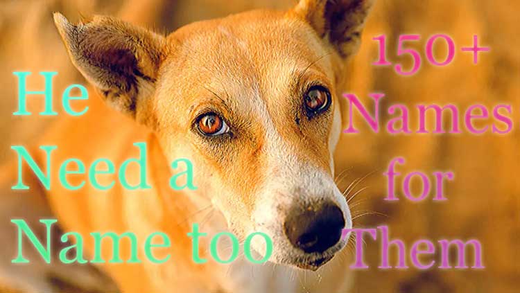 Indian names for Indian Street Dogs