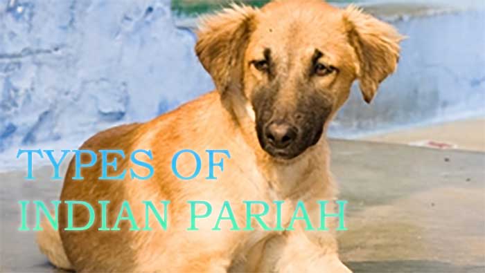 Types of Indian pariah dogs