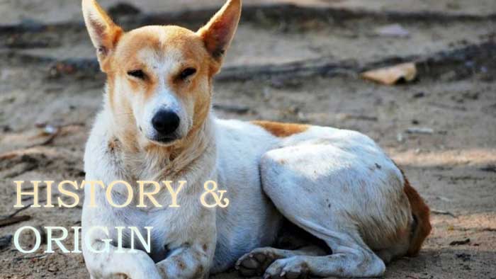Indian Pariah Dog History and Origin