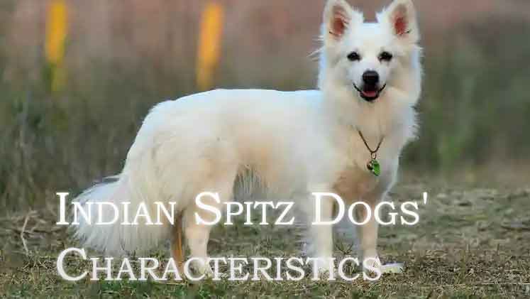 Indian Spitz Dogs' Characteristics 