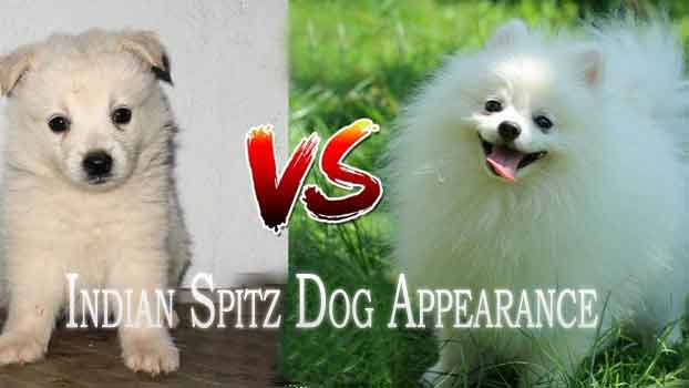 Indian Spitz Dog Appearance 