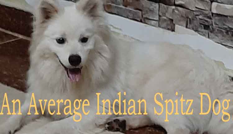 Indian Spitz Dogs breed History and Origin