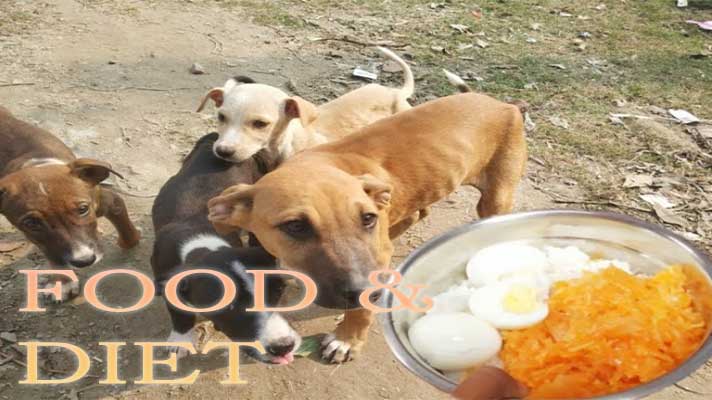 Indian Pariah Dog Food and Diet