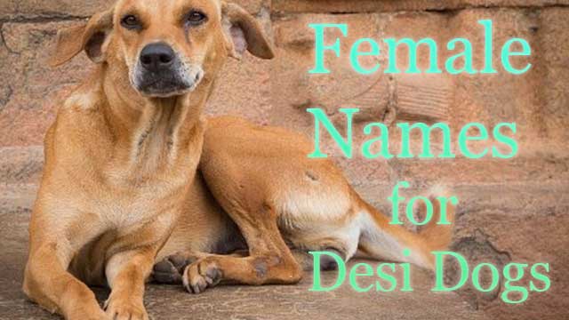 50 Female Indian Street Dog Names
