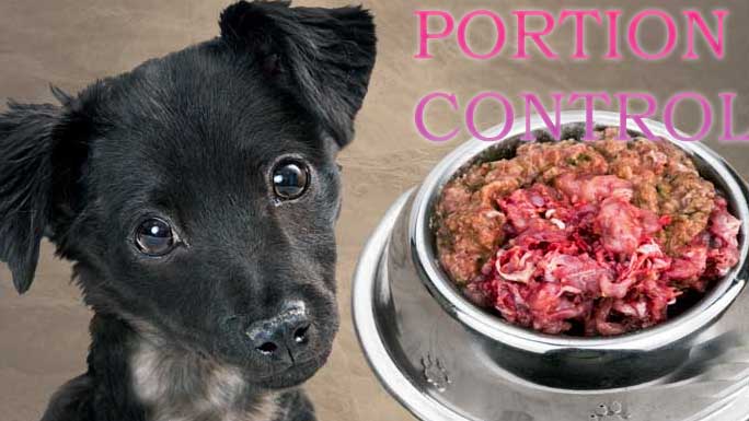 Portion Control for your dog food
