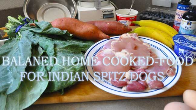 Home-cooked food for Indian SpitZ
