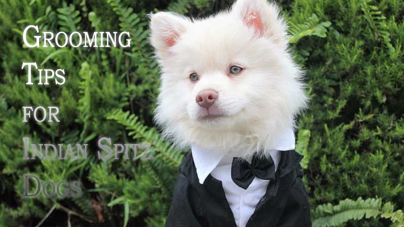 Indian Spitz Dogs grooming tips