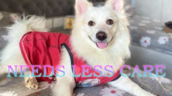 FAQs : Facts about Indian Spitz Dogs