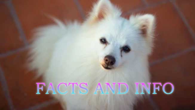 79 Indian Spitz Dog Facts