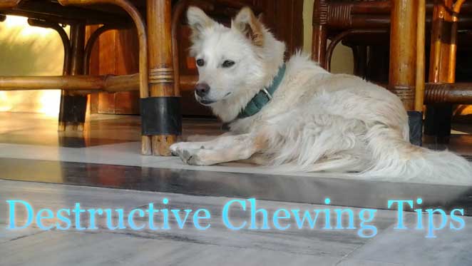 Destructive Chewing Tips