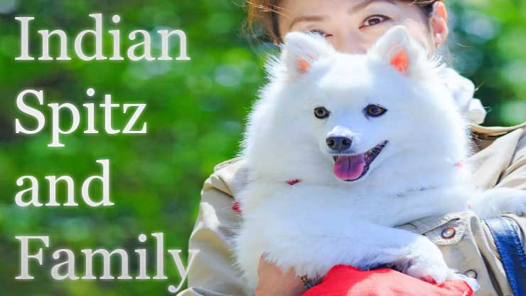 are Indian spitz dogs safe for family