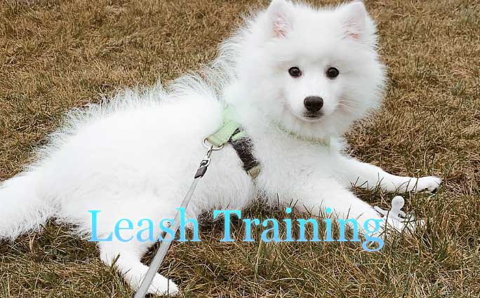 C. Leash training an Indian Spitz puppy
