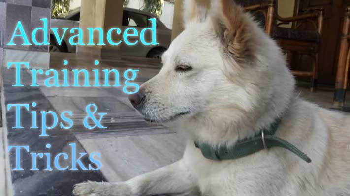 Advanced Training for Indian Spitz Puppies