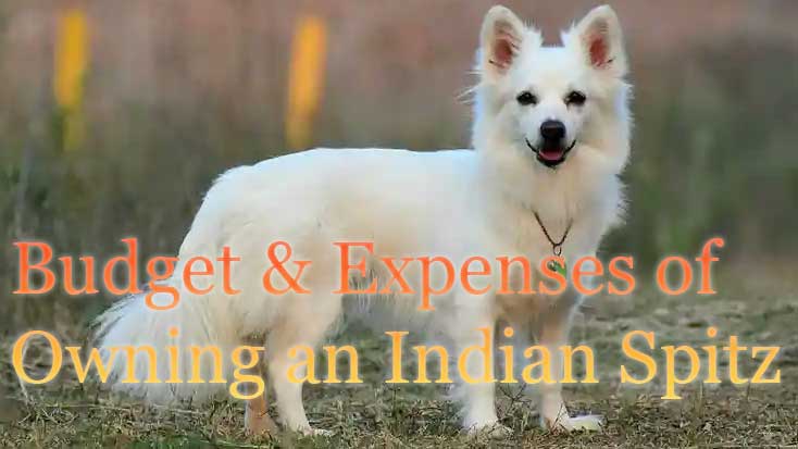 Indian Spitz dog price, Budget and Expenses of owning an Indian Spitz