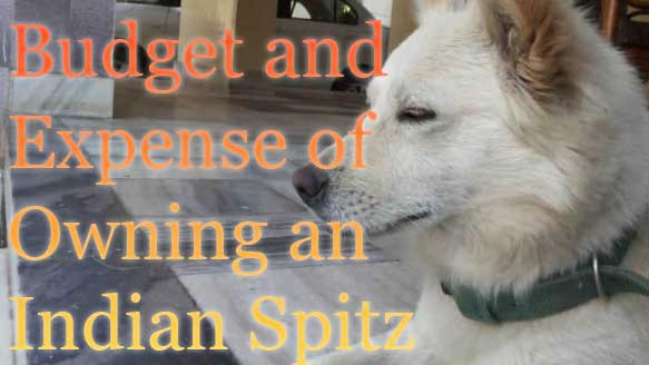 Preparing a Budget of Owning an Indian Spitz Dog