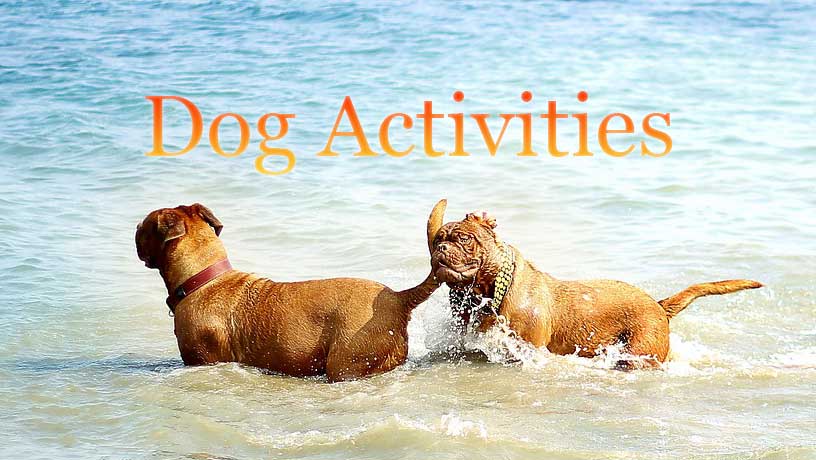 Activities to Do with Indian Spitz Dogs and Kids