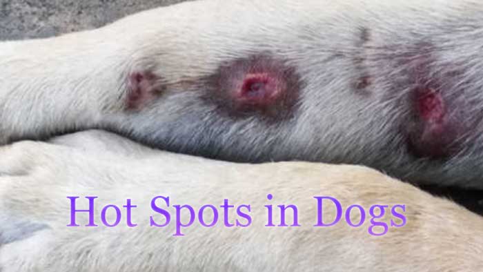 Hot Spots in Indian Spitz Dogs