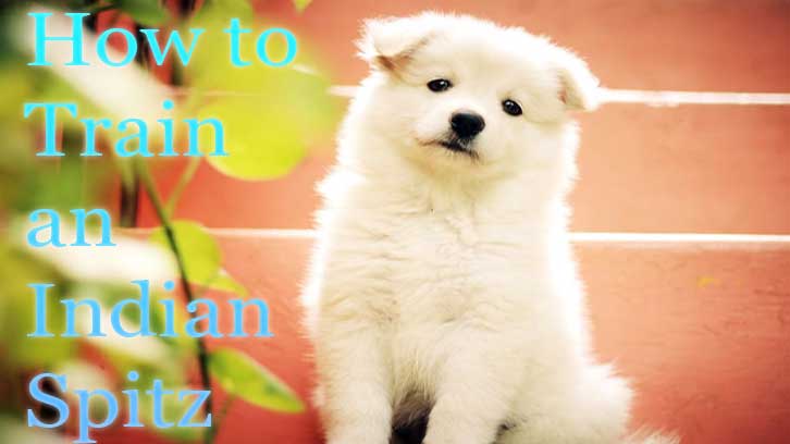 how to train an Indian Spitz puppy for obedience