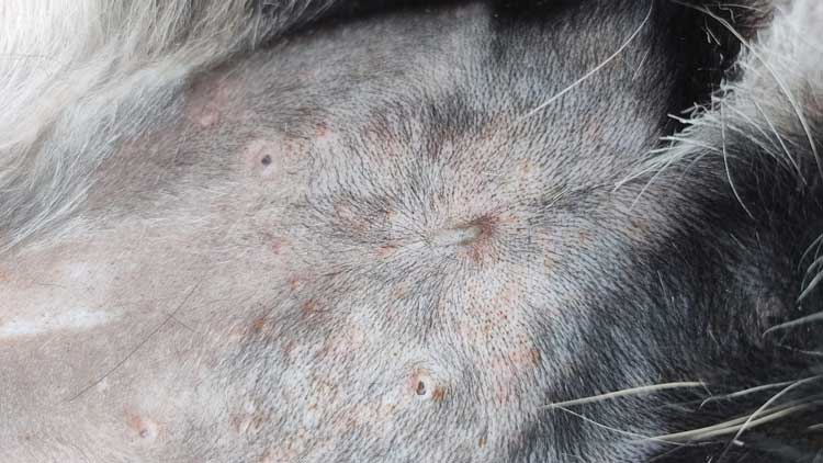 Flea Skin infection in Indian Spitz Dogs
