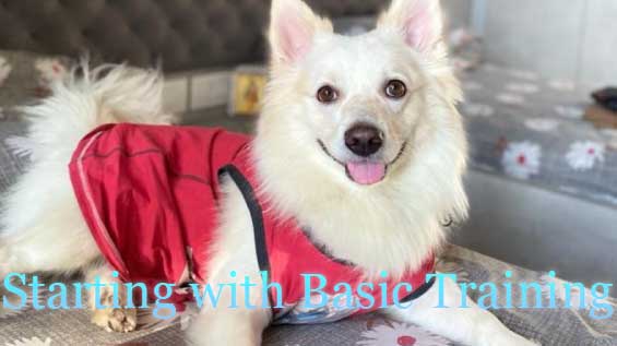 How to Train Indian Spitz Puppy (Starting Basics)