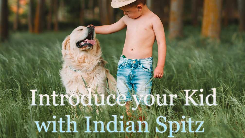 Tips for Introducing an Indian Spitz Dog to Children