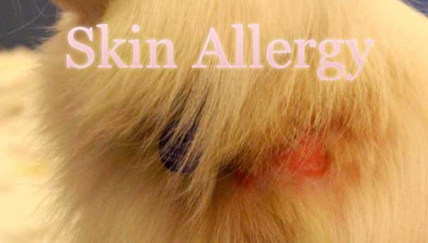 Skin Allergy in Indian Spitz