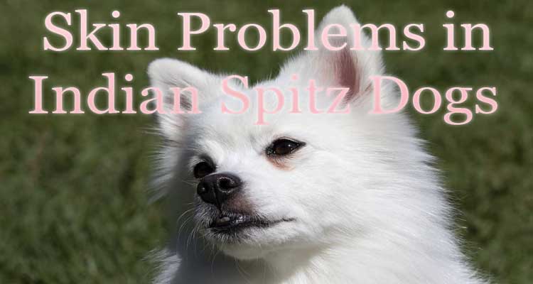 skin problems in Indian Spitz Dogs