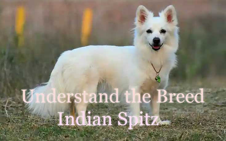Benefits of training an Indian Spitz puppy for obedience