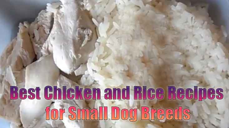 best chicken and rice recipe for small dogs