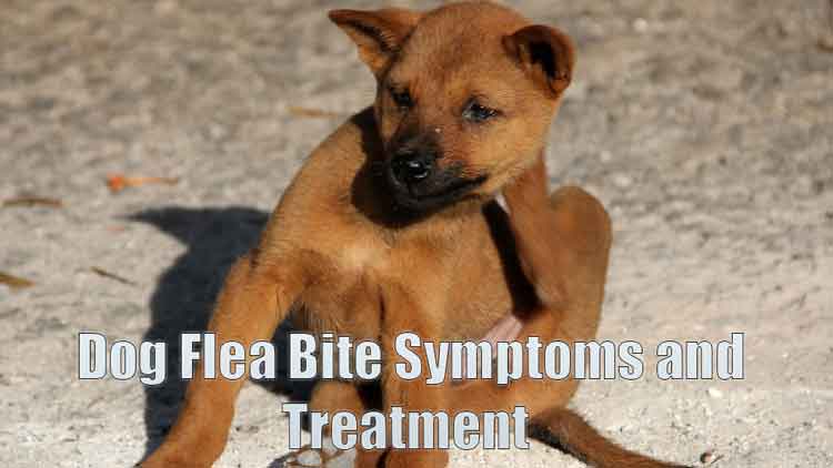 How to Treat Dog Flea Bites at Home without Medicine