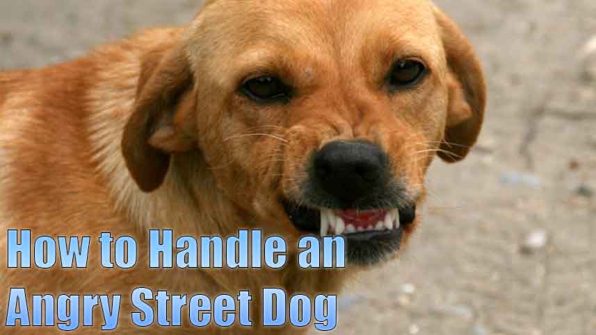 how to handle an angry street dog