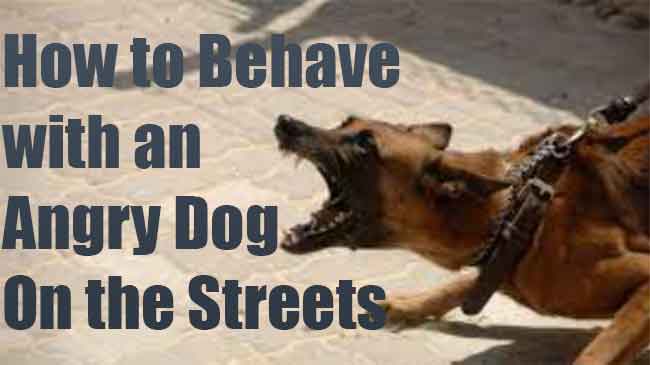 How to Handle an angry Street Dog, Best Tips to Save Yourself