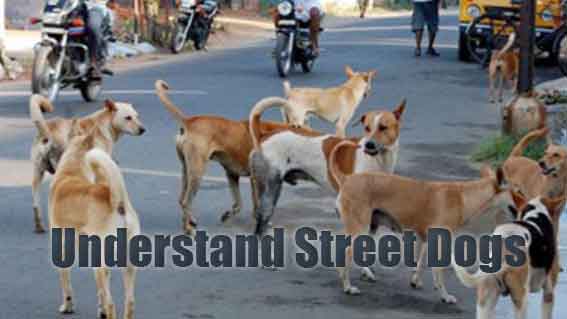 Benefits of learning about Street dogs