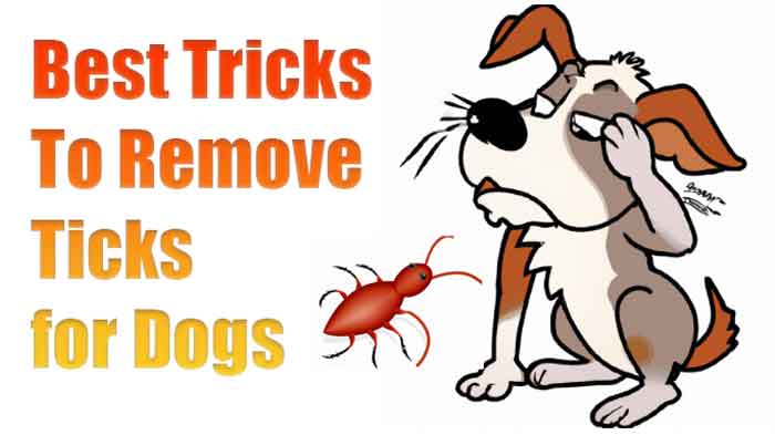 5 Best Tricks to Remove Ticks for Dogs