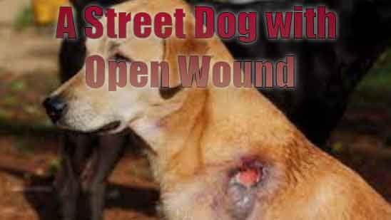 a street dog with an open wound