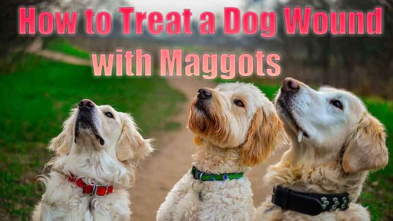 how-to-treat-a-dog-wound-with-maggots-pawfacts-guide