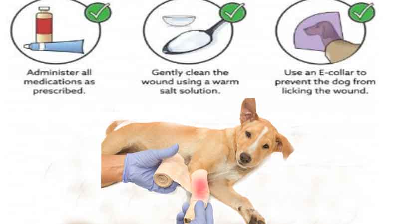 Keep your dog safe from maggot infestation-