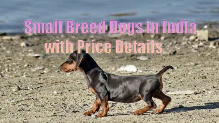 Small Dog Breeds In India With Price 