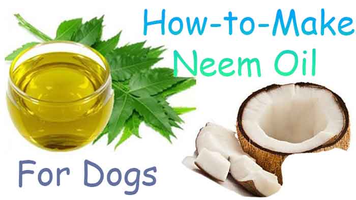 DIY Neem Oil for Dogs: How to Make and Apply