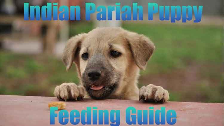 Indian Pariah Puppy Feeding Guide